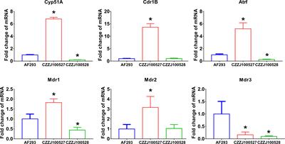 Succinylation modification provides new insights for the treatment of immunocompromised individuals with drug-resistant Aspergillus fumigatus infection